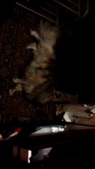 реакция уровень бог