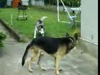 Ti loup et la folle