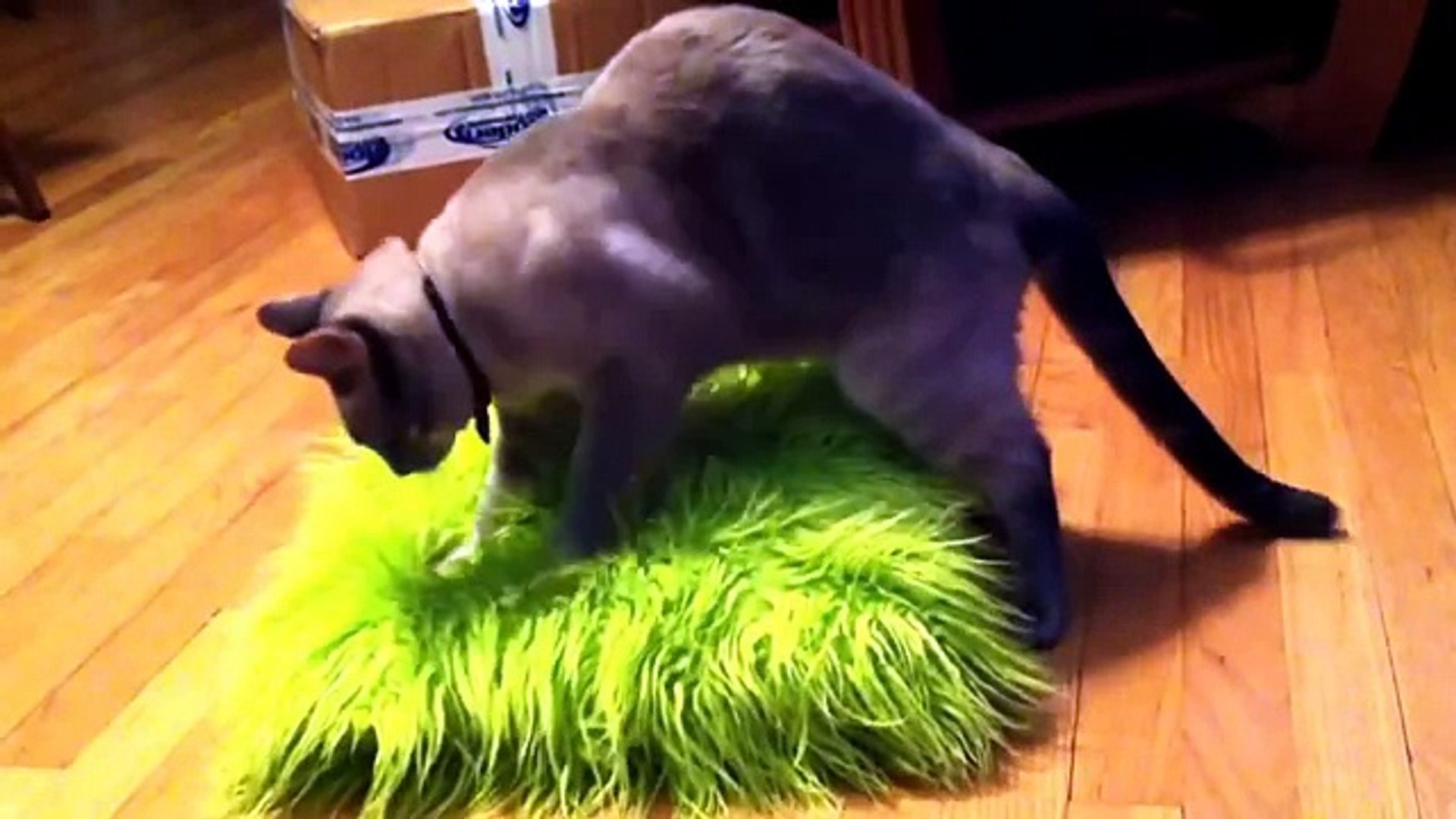 FUNNY CAT Funny Cat Videos Cat surprised Best Funny Cats Videos 2015