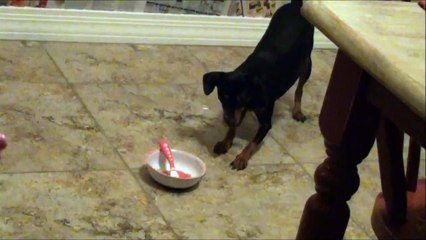 Puppy Afraid of Spoon in Bowl - WORLDS CUTEST Miniature Pinscher