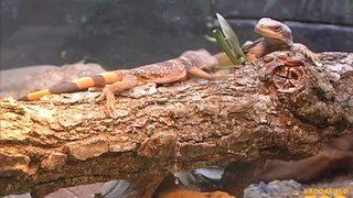 Fun Young Chuckwallas at Brookfield Zoo