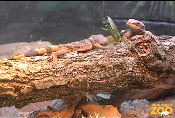 Fun Young Chuckwallas at Brookfield Zoo