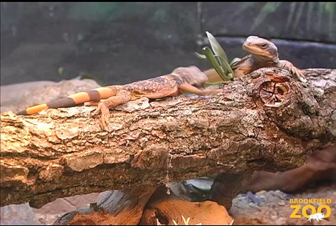 Fun Young Chuckwallas at Brookfield Zoo