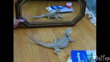 Смешное видео про животных 2015