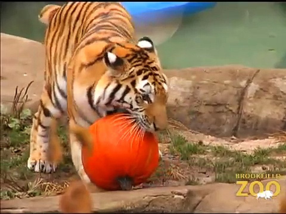 Pumpkin Enrichment at Brookfield Zoo