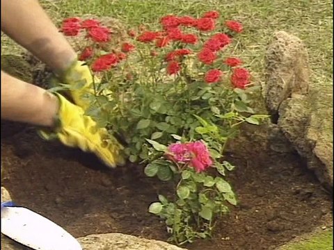 Roses : Reines des Fleurs