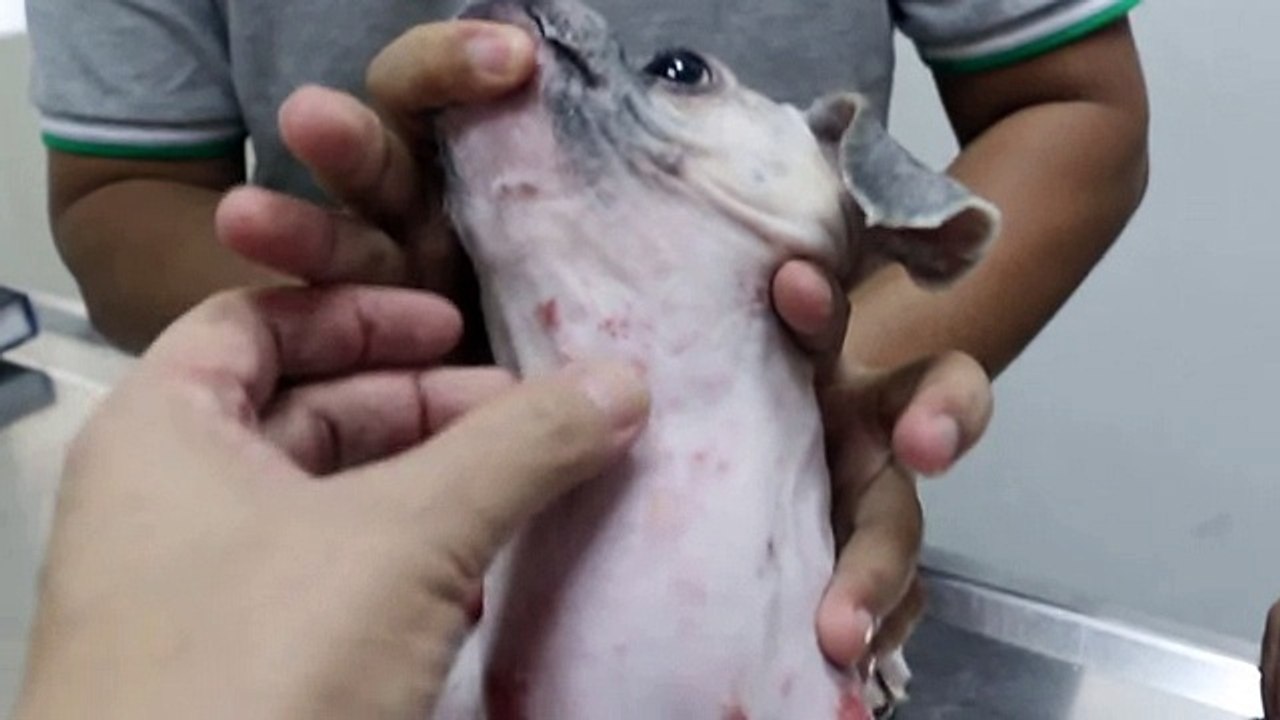 An itchy dog has ringworm 2-2