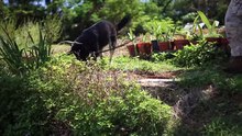 PMO Marines Prove Why K9's Make the Best Teammates