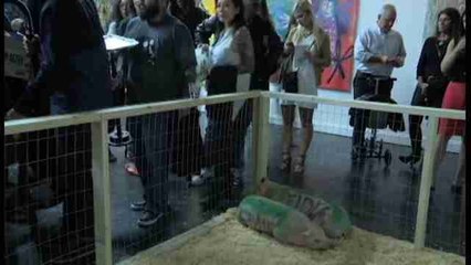 Artista cubano recrea obra con cerdos que le llevo a la cárcel