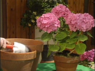 Hortensias Gardenias