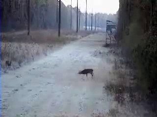 Brave heart deer!! Funny animal videos