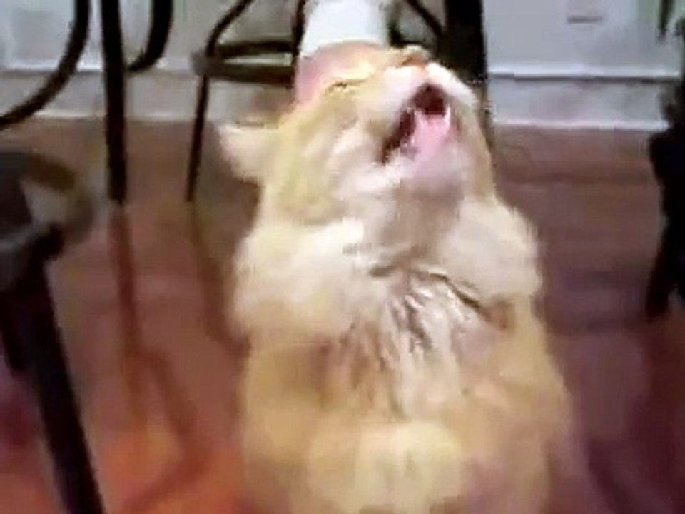 Very Funny Cat Talking