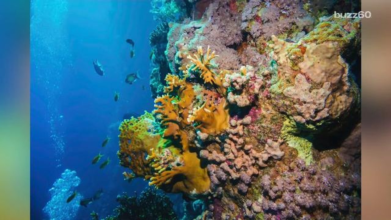 Animal life evolved from a....sea sponge?! video Dailymotion