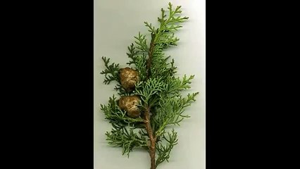 Кипарис Магия эфирных масел