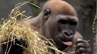 Great Gorillas Going Ape at Brookfield Zoo