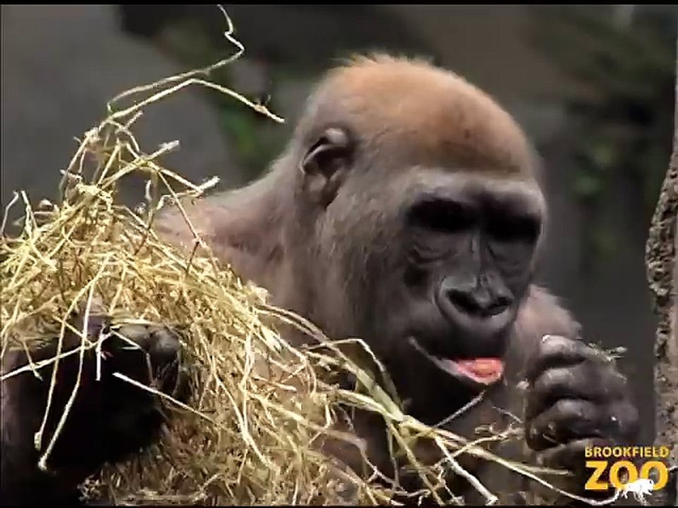 Great Gorillas Going Ape at Brookfield Zoo