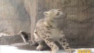 Young Cats Enjoy the Snow at Brookfield Zoo
