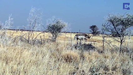 Намибия. Носорог атаковал туристов (24.02.2016 г.)