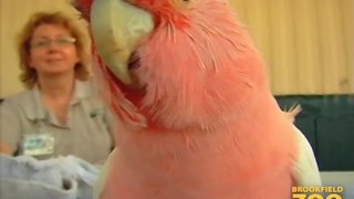 Cookie Cockatoo Turns 79 Years Young