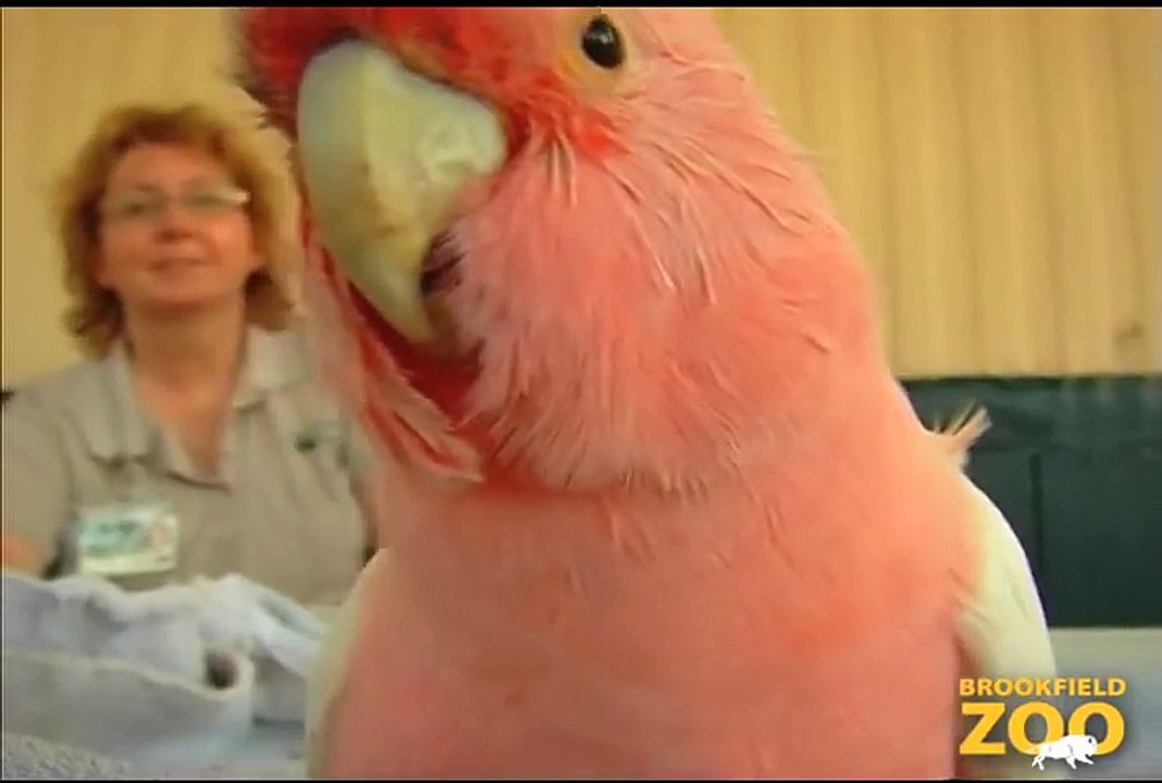 Cookie Cockatoo Turns 79 Years Young