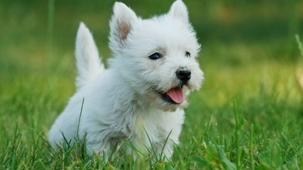 Le Westie (Origine, personnalité, aptitudes, éducation, santé)