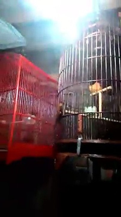 Nganjuk Bird Colection  (38)