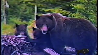 Grizzly Bears at Brookfield Zoo Celebrate 20th Birthday