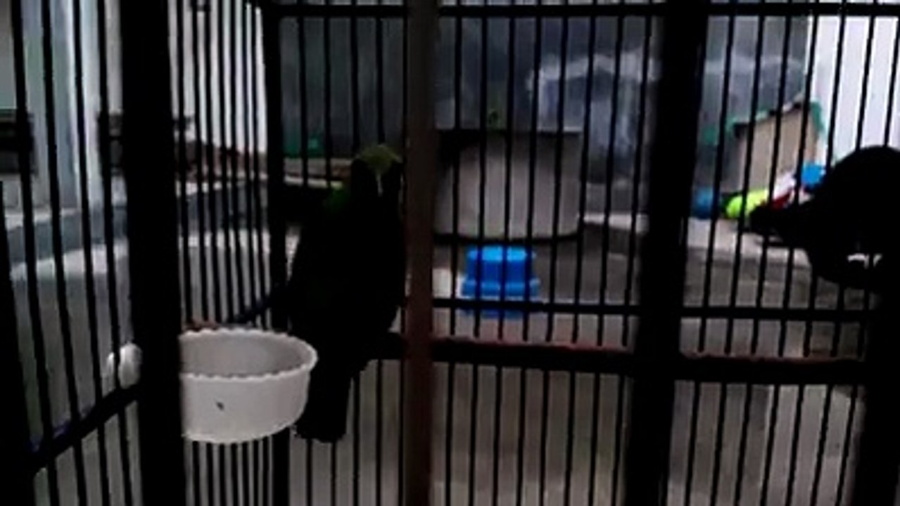 Nganjuk Bird Colection  (9)