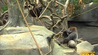 JoJo Gorilla Arrives at Brookfield Zoo