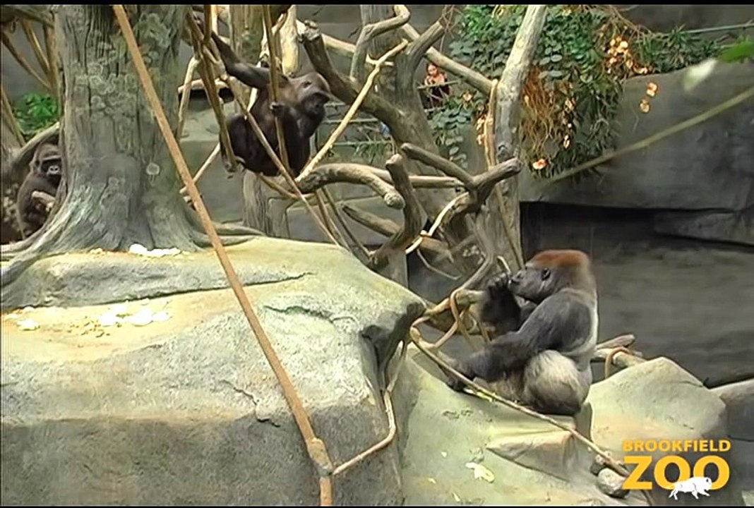 JoJo Gorilla Arrives at Brookfield Zoo