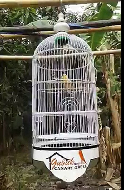 Nganjuk Bird Colection  (42)
