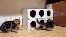 Funny Cats | Cute Kittens and a Box ( homemade free toy )