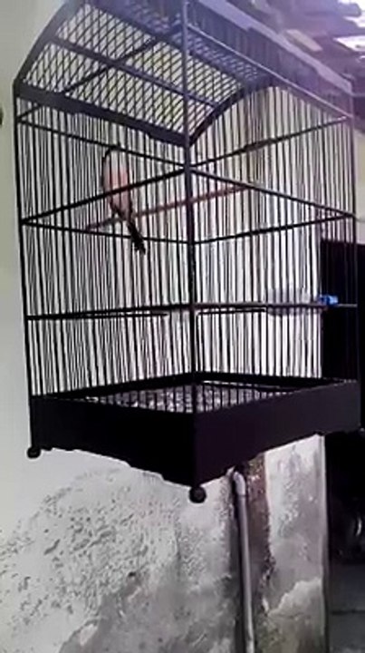 Nganjuk Bird Colection  (57)