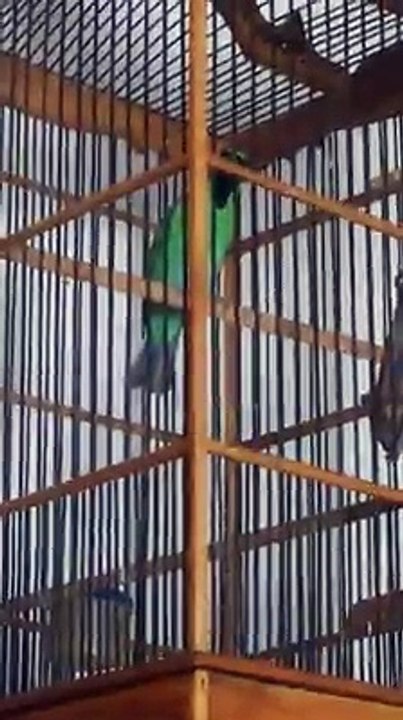 Nganjuk Bird Colection  (63)