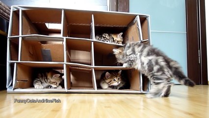 Funny Cats - Cute Kittens vs. Handmade Fort
