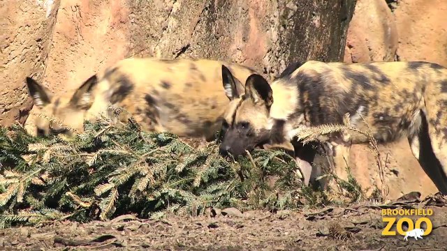 African Painted Dogs and Party for the Planet