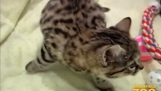 3-Month-Old Blackfooted Cat at Brookfield Zoo