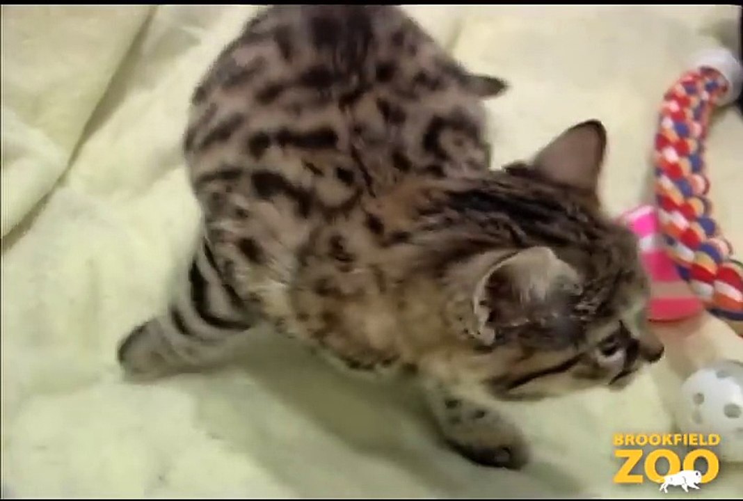 3-Month-Old Blackfooted Cat at Brookfield Zoo