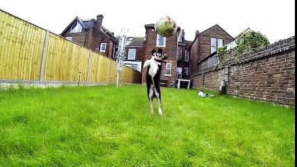 Dogs Who Fail At Being Dogs