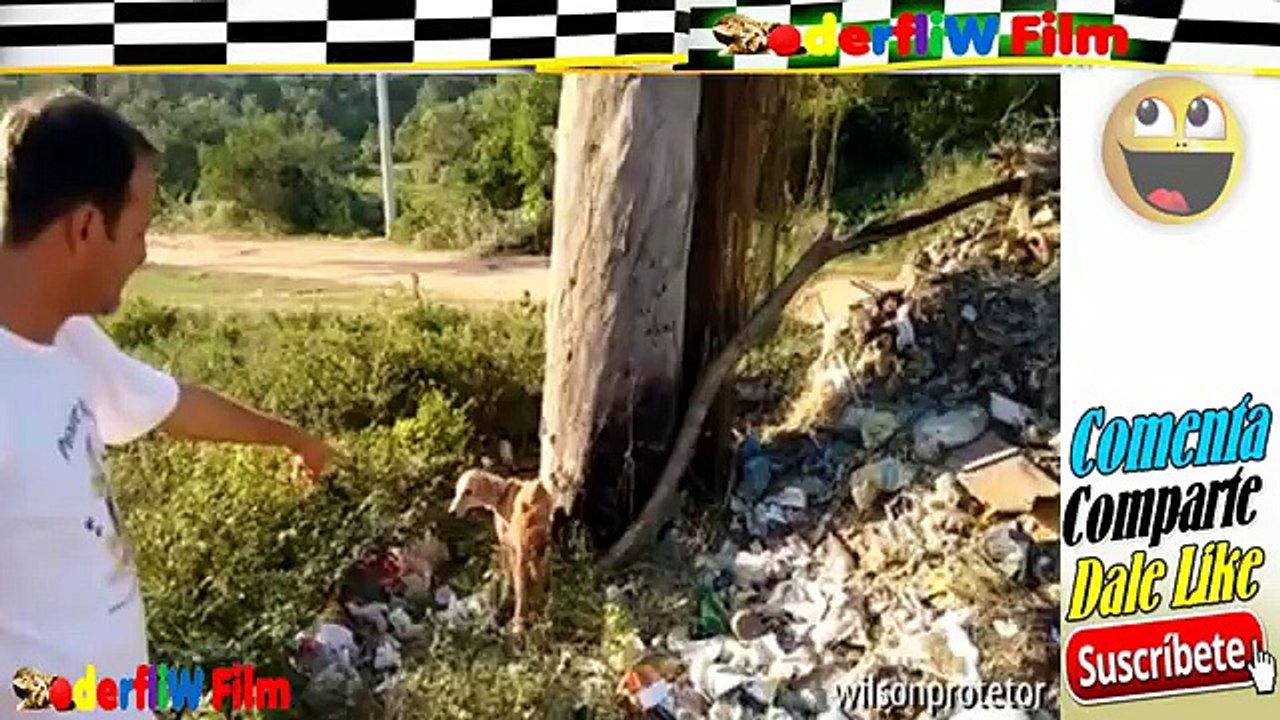 Mężczyzna ratuje umierające zwierzęta z ulicy - Cały wideo Lektor PL 29