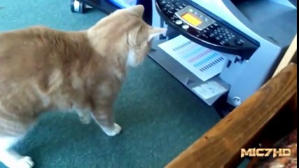 Epic Funny Cats 3 Minutes