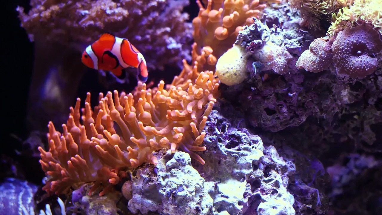 107 Finding Nemo Facts YOU Should Know (ToonedUp #98) @ChannelFred