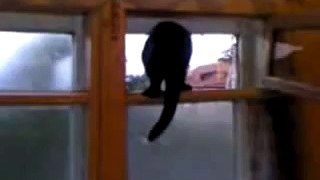 Barking cat gets caught! (ORIGINAL)