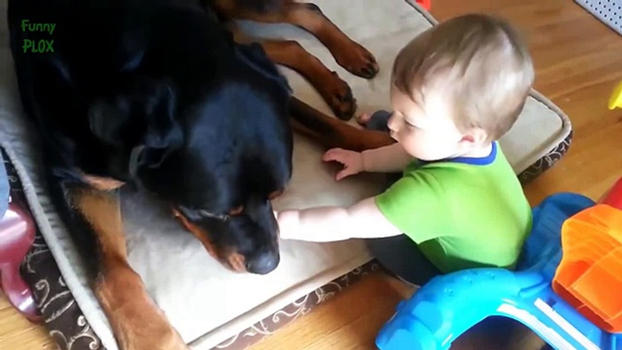 Best Rottweiler and Baby Video Compilation 2014 - 2015 NEW HD