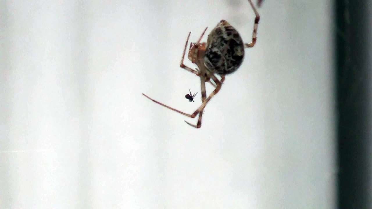 Even spiders hate spiders