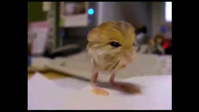 Что это за зверь Неизвестный зверёк(1)