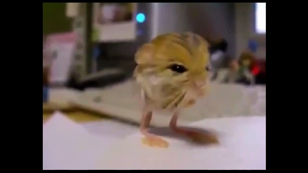 Что это за зверь Неизвестный зверёк(1)
