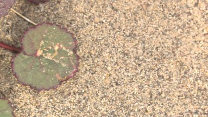 Le désert de la Vallée de la Mort aux USA remplie de Fleurs !