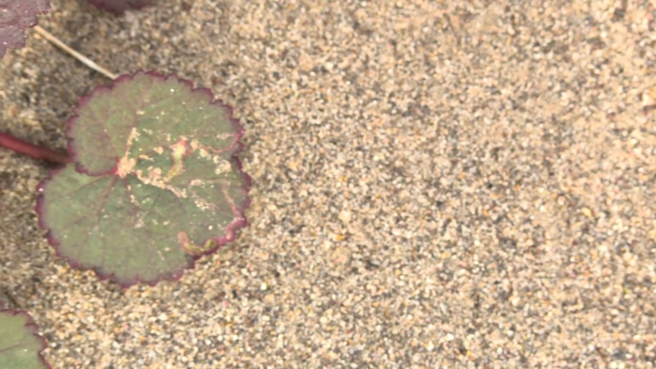 Le désert de la Vallée de la Mort aux USA remplie de Fleurs !