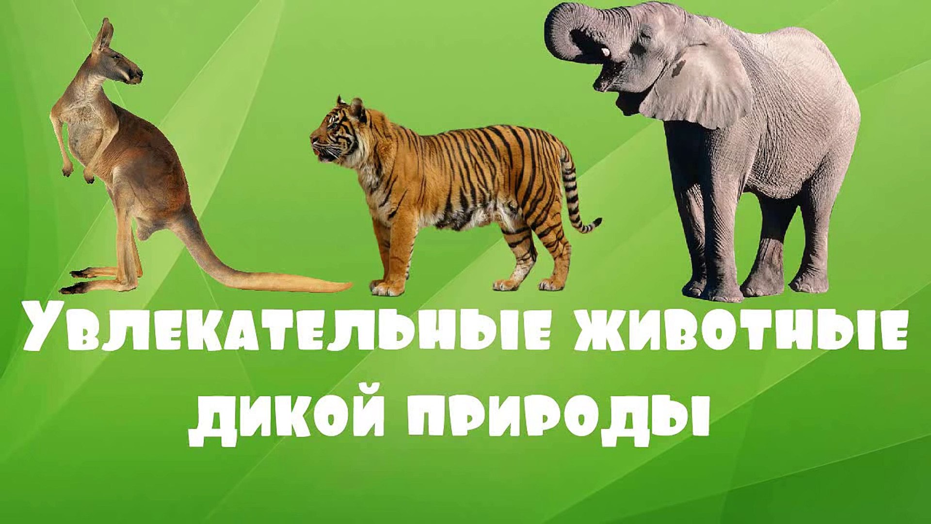 ⁣Увлекательные животные. Зверята и их родители. Развивающий мультфильм по системе Монтессори